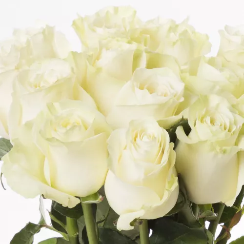 Монобукет из 15 белых роз Эквадор 70 см